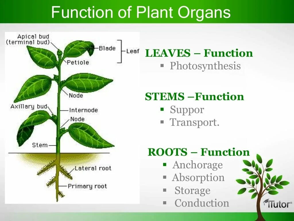 Plant Organs. Plant structure. Plant and the functions. 2 Форма Plant.