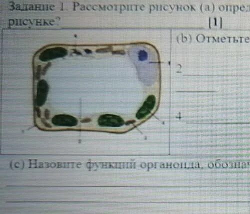 Рассмотрите изображение клетки и выполните задания. Какая клетка изображена на рисунке. Рассмотрите рисунок клетки. Какая клетка игображены на рисунке. Рассмотрите рисунок растительной.