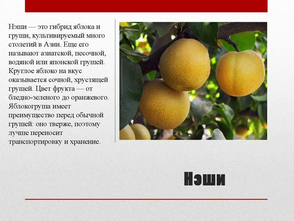 Описать гибридов. Груши Нэши Нэши гибрид. Гибриды растений примеры. Селекция растений примеры. Селекция гибриды.