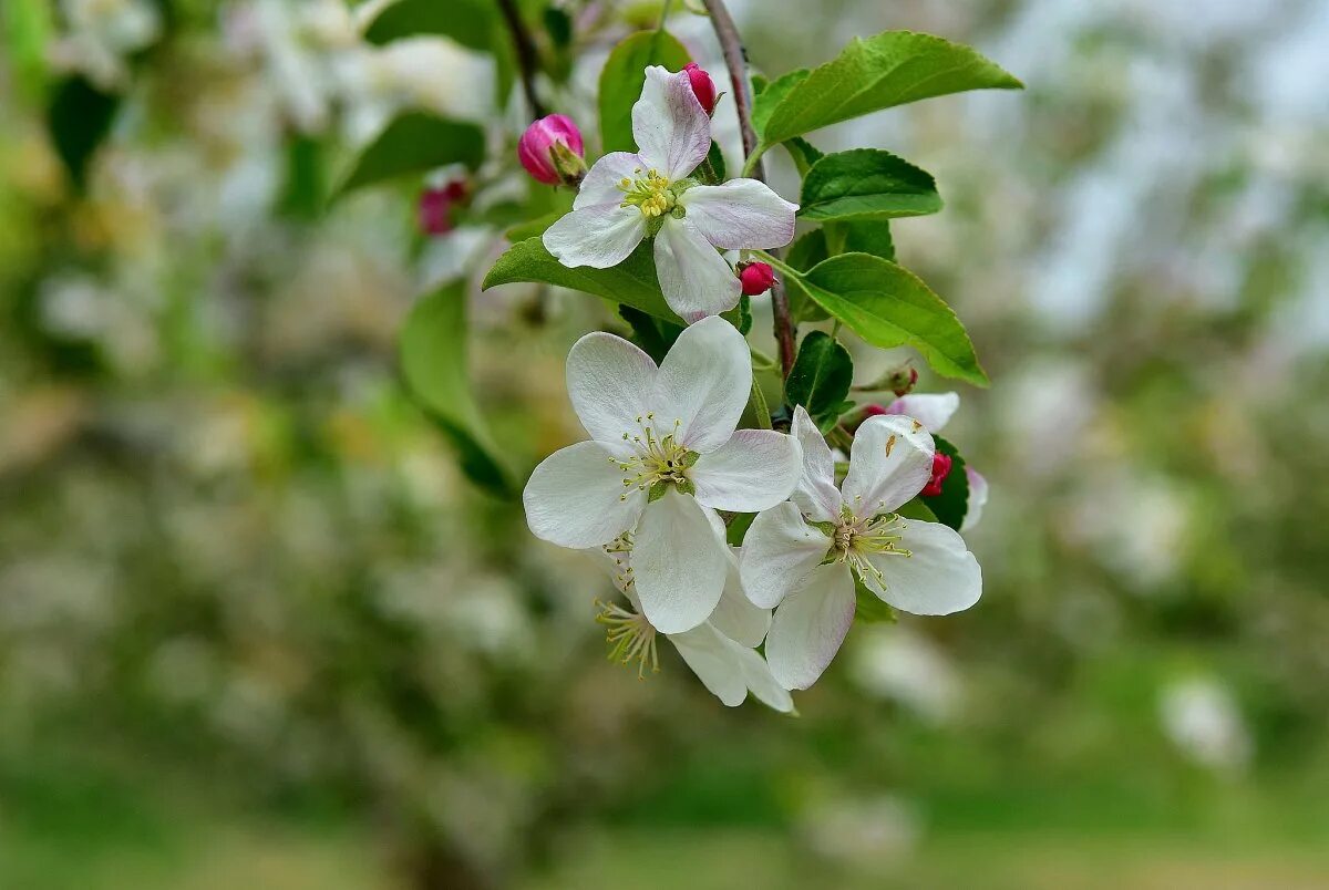 Цвета ли яблони. Цветет яблоня Пинк Роуз. Яблоня Сиверса цветет весной. Яблоня Сиверса.