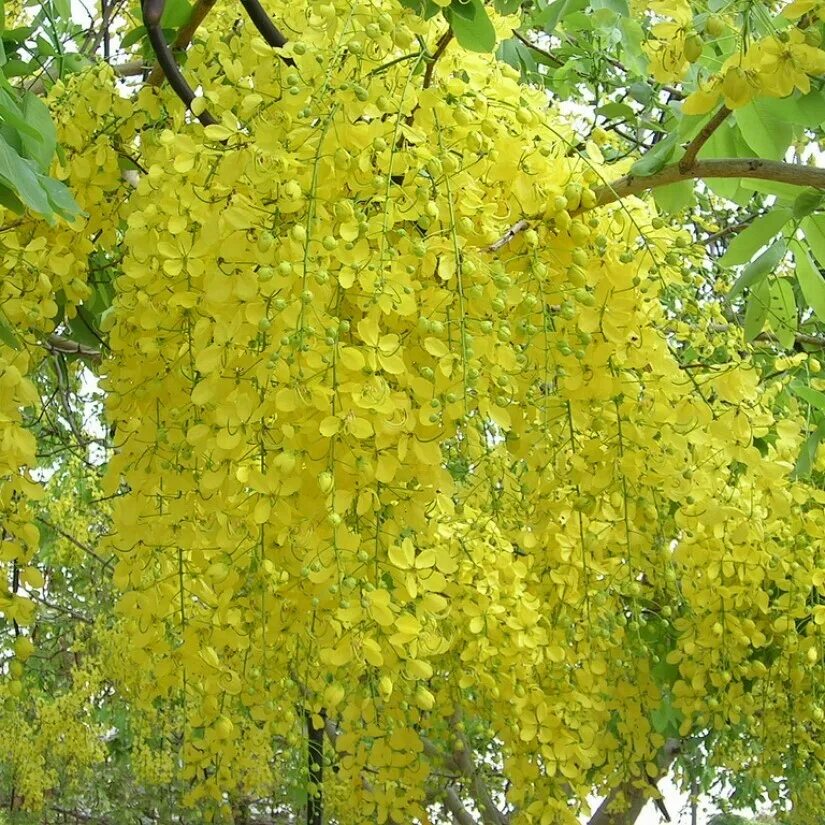 Бобовник золотой дождик купить саженцы. Бобовник Laburnum. Бобовник золотой дождь. Бобовник анагиролистный. Золотой бобовник кустарник.