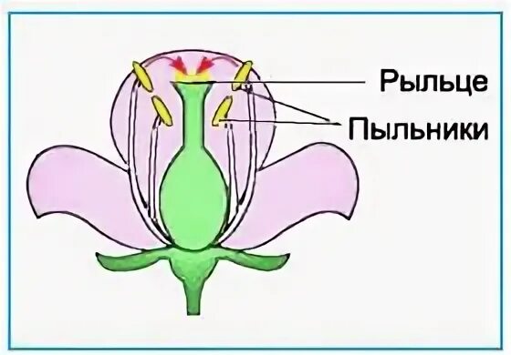 При самоопылении пыльца. Зарисовка опыление цветков. Лопастное рыльце пестика. Перекрестное опыление рисунок. Опыление растений герани.