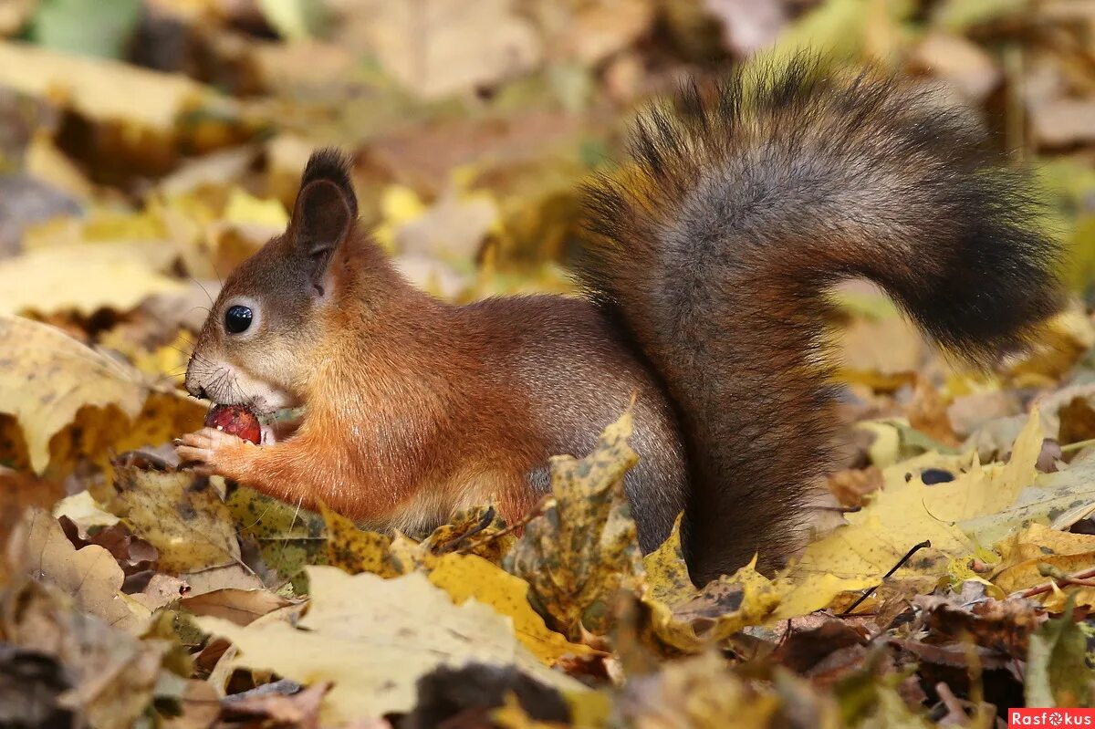 белок в зерновых культурах таблица. белка в осенних листьях. какой белок в листьях. осень белка. картинки животные осень на рабочий стол.