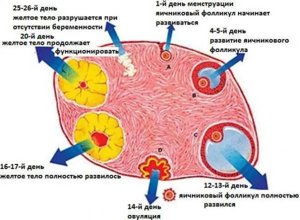 Желтое тело при яичниковой беременности. Структура яичника содержит жёлтое тело что это. Фолликулы 6 мм