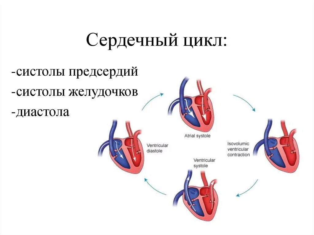 Систола предсердия человека. Цикл сердечной деятельности схема. Сердечный цикл.фазы систолы диастолы желудочков. Продолжительность 2 фазы сердечного цикла. Фазы сердечного цикла схема.