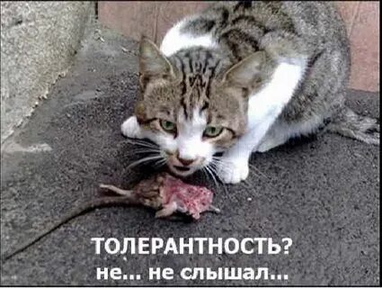 Т толерантность
