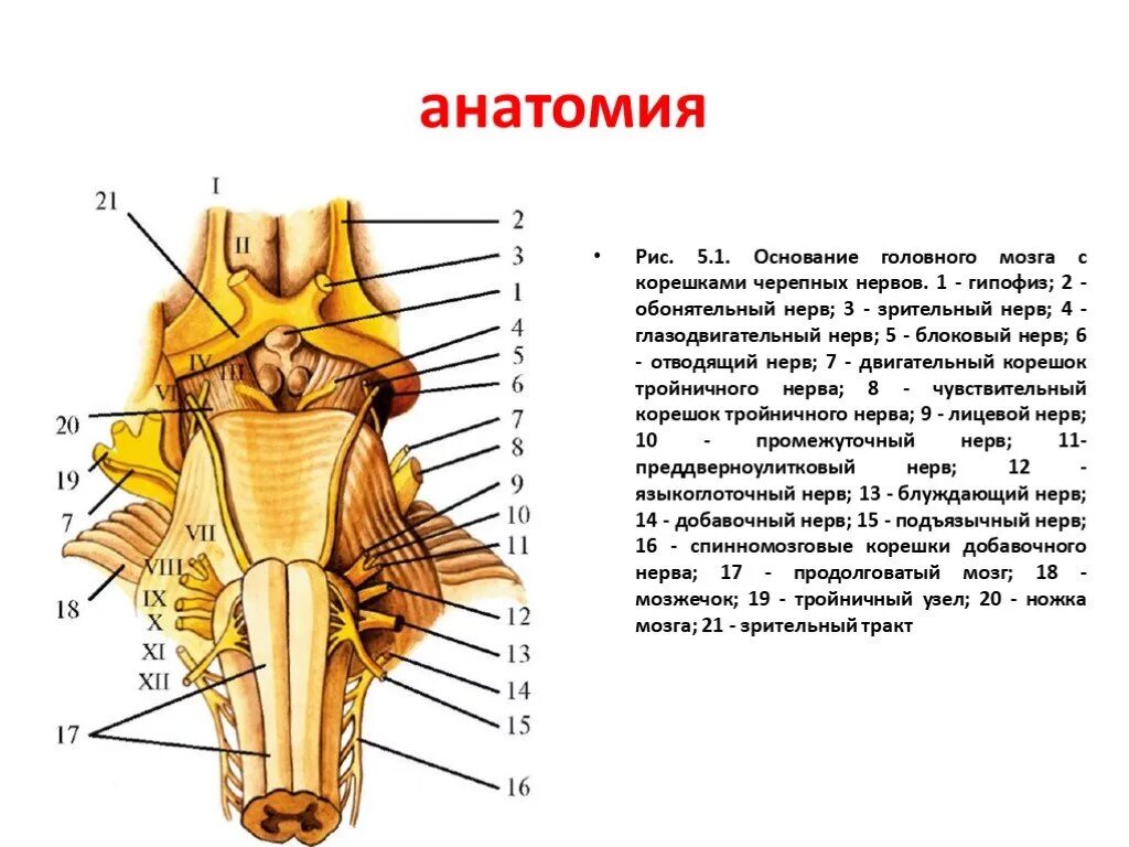 Черепные нервы ствола. Выход Корешков черепных нервов анатомия. Ядра черепных нервов в стволе головного мозга. Ядра черепных нервов анатомия. Ствол головного мозга с отходящими корешками черепных нервов.