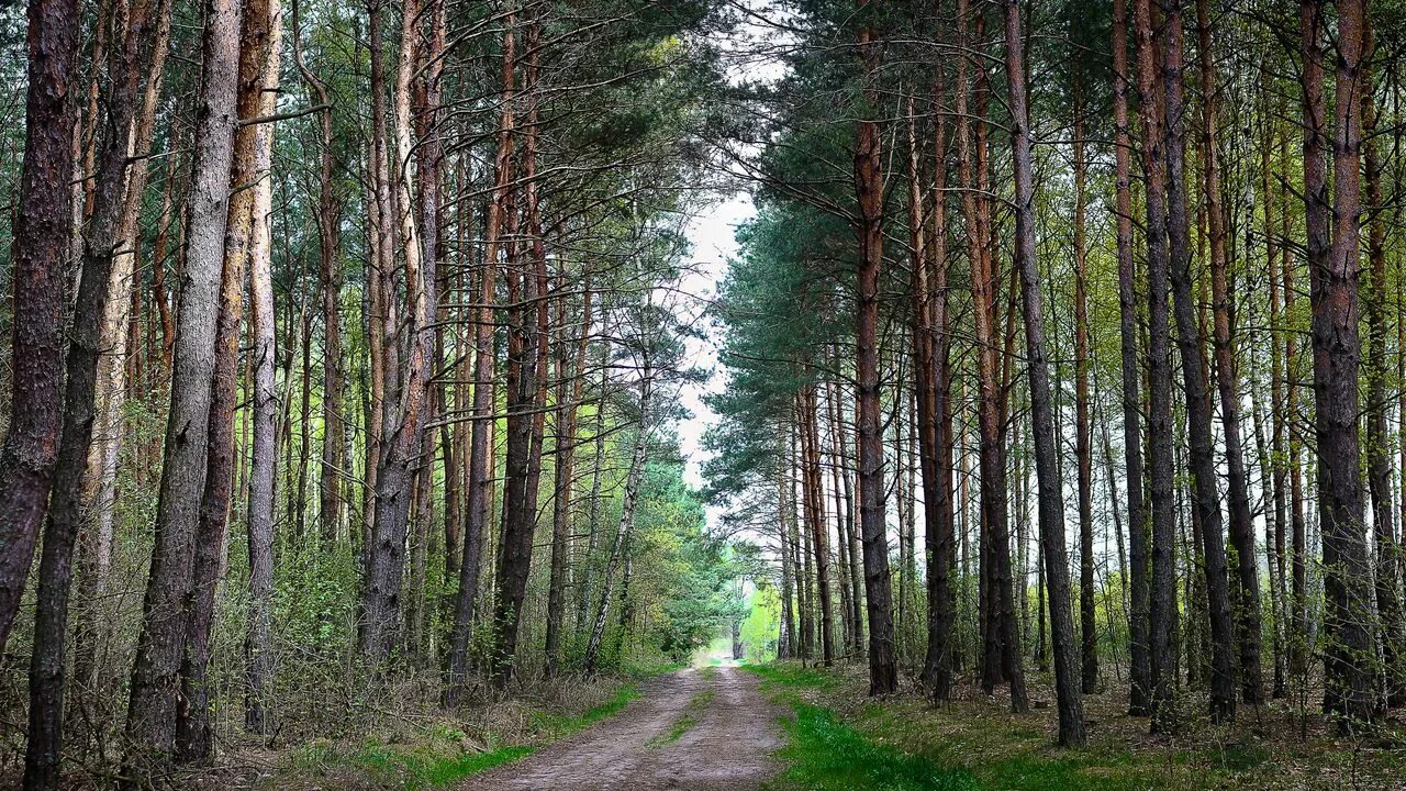 Лес в сергиевом посаде. Обуховский лес. Черниговский лес. Коровий пруд сергиев посад. Лес в черниговщине.