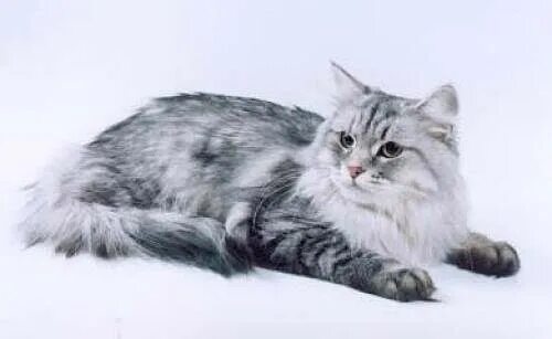 Кошки сиб. Сибирский кот табби мраморный. Серебристый табби Сибирский кот. Сибирский кот шиншилловый окрас. Сибирская кошка окрас табби.