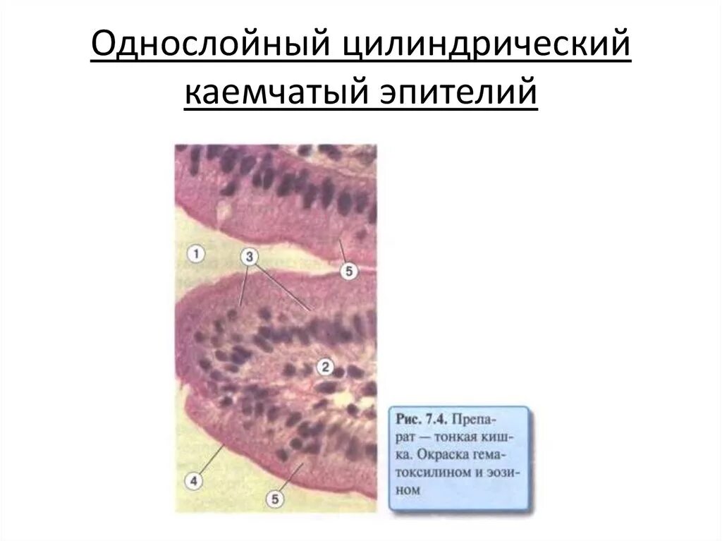 Однослойный призматический каемчатый эпителий тонкой кишки. Однослойный цилиндрический каемчатый эпителий. Однослойный призматический каемчатый эпителий выстилает. Однослойный цилиндрический каемчатый эпителий строение.