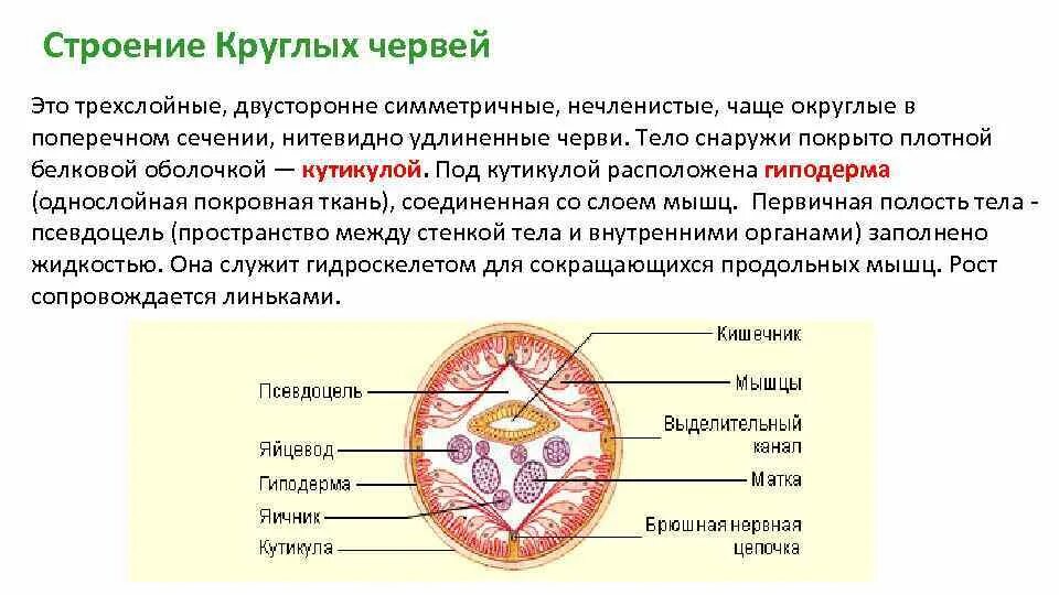 Тело нечленистое округлое поперечное. Строение Круглово червя. Внутренне строение круглых червей. Срез тела круглых червей. Схема внутреннего строения круглых червей.