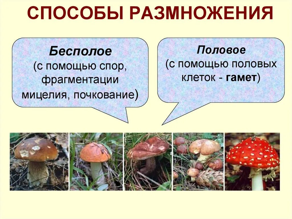 Срок жизни грибов. Царство грибов презентация. Сколько живут грибы. Образ жизни грибов. Срок жизни гриба.