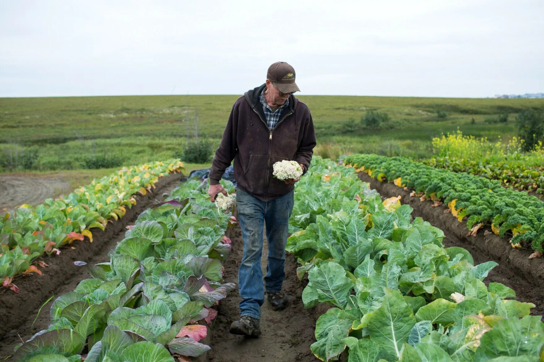 Сельское хозяйство в тундре. Сельское хозяйство Аляски. Земледелие в тундре. Огород в тундре. Ведение сельского хозяйства в тундре