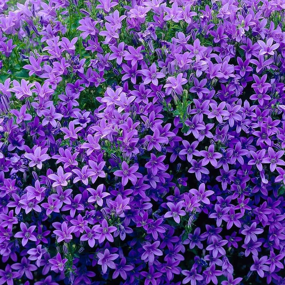 Колокольчик пожарского stella. Campanula poscharskyana. Колокольчик пожарского "blue waterfall". Колокольчик пожарского (campanula poscharskyana). Колокольчик пожарского хирш блуе.