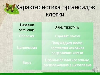 Основные характеристики клетки