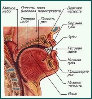 Что находится за чертой
