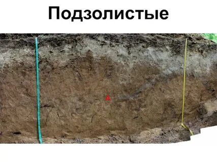 Дерново бурая почва