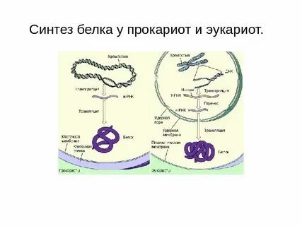 Синтез белков для клетки