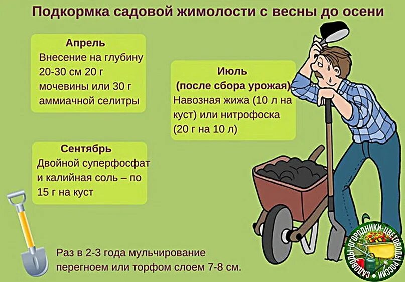 Удобрение для жимолости. Таблица подкормок жимолости. Подкормка жимолости. Удобрение для жимолости весной. График подкормки жимолости.