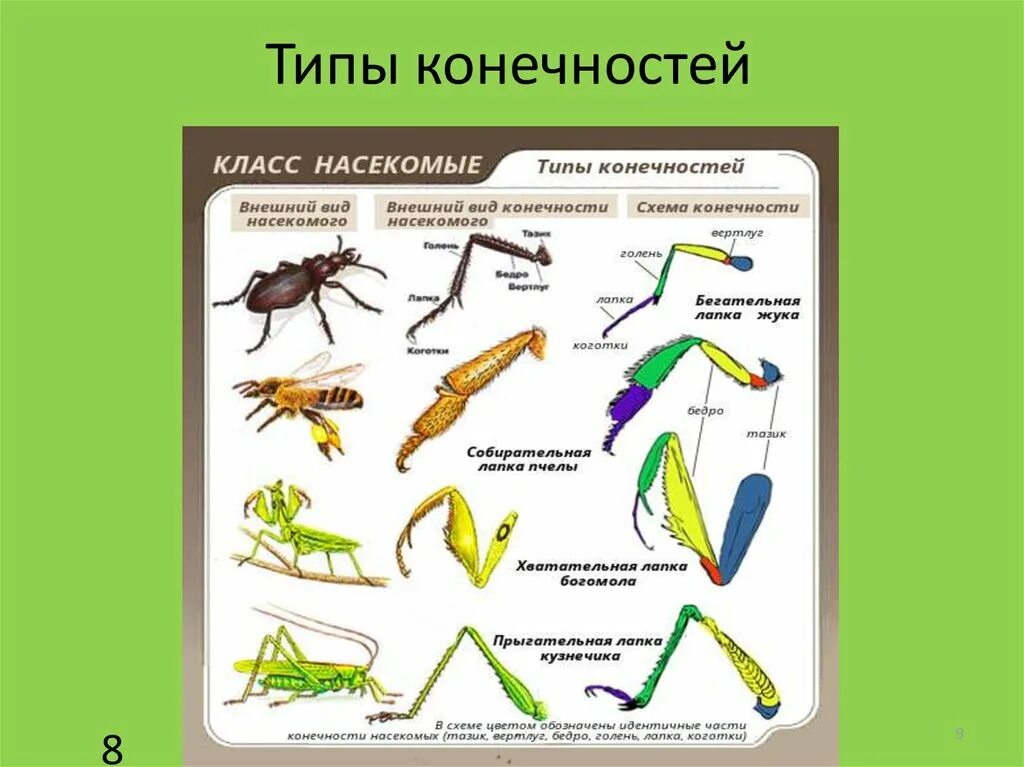 Конечности пчелы и кузнечика ласты дельфина. Типы ходильных конечностей насекомых. Строение разных типов конечностей насекомых. Типы конечностей насекомых 7 класс биология. Класс насекомые строение конечностей.