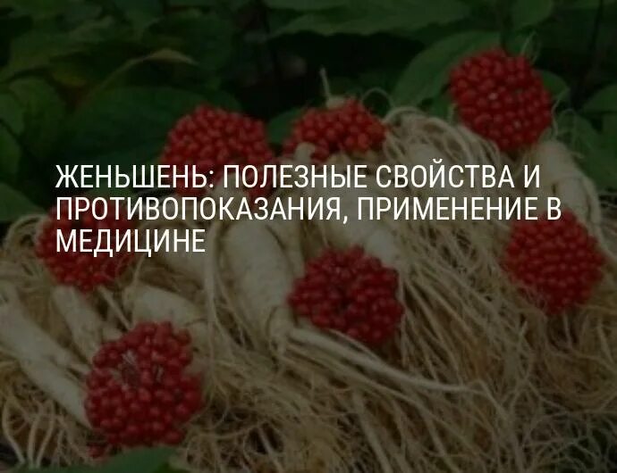 Польза женьшеня для организма. Panax ginseng. Польза женьшеня для организма. Польза женьшеня для организма. Польза женьшеня для организма.