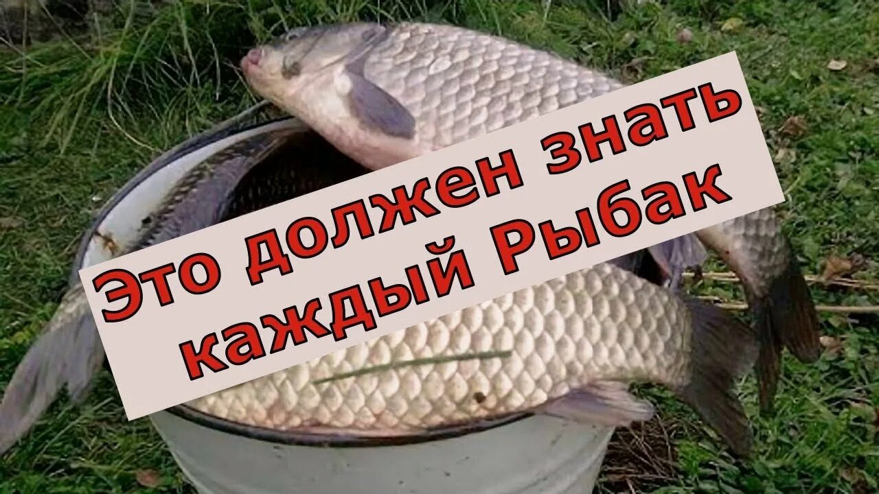 Насадка на карася август. Крючки на сазана. Карась рыбалка насадка червя. Микроджиг ловля леща. Лучшая насадка для леща весной.