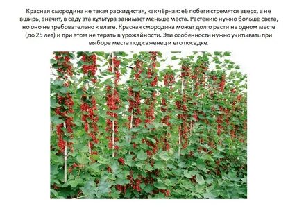 Сколько растет красная смородина