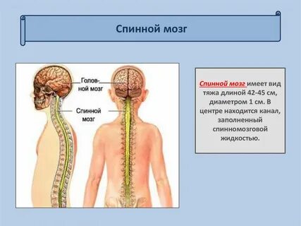 Средняя длина спинного мозга человека