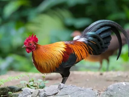 Куры хвост вниз