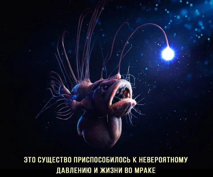 Рыба с лампочкой как называется. Рыба удильщик немо. морской черт глубоководный удильщик. европейский удильщик. рыба фонарь.