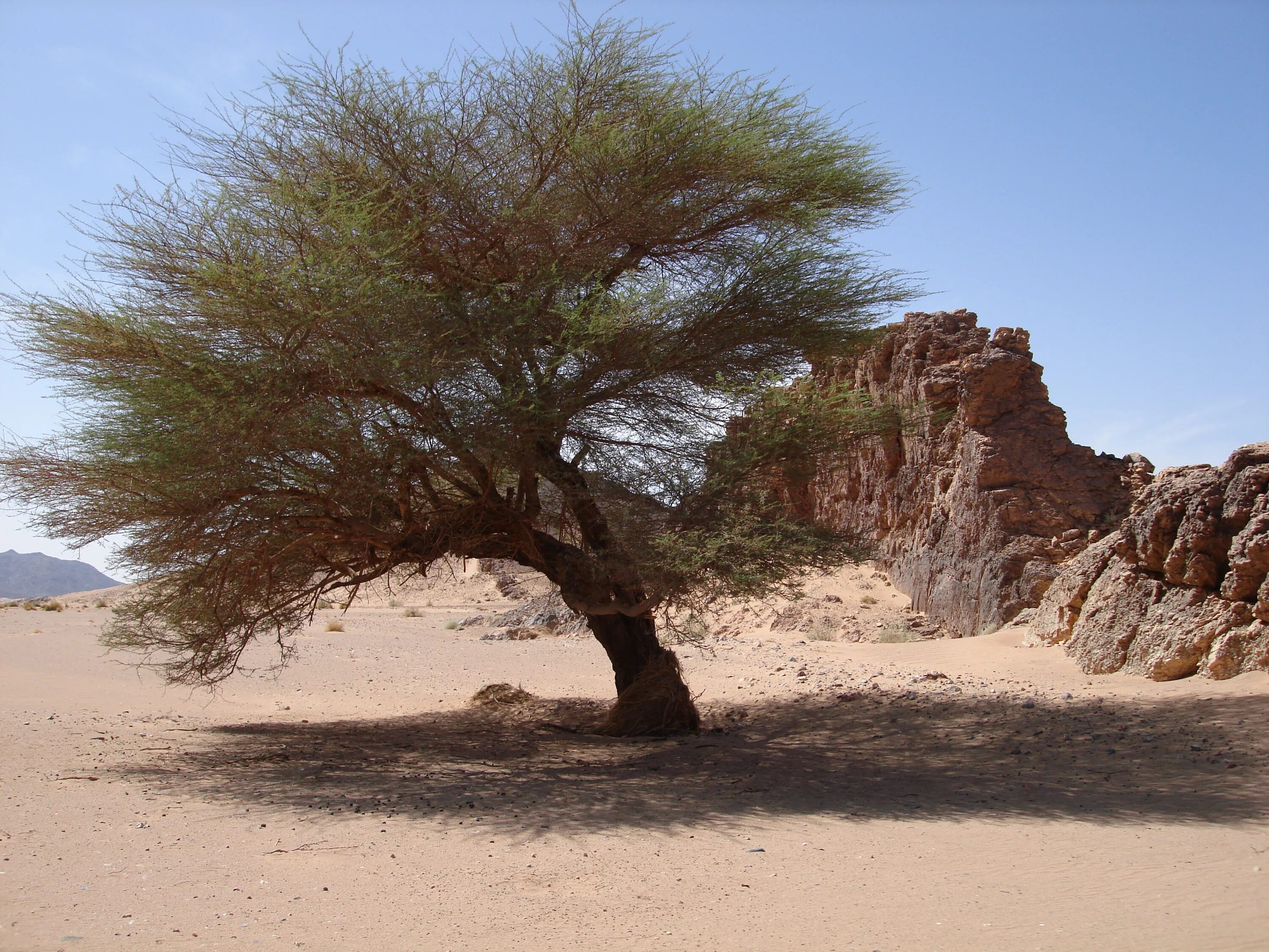 Дерево пустыни 7 букв