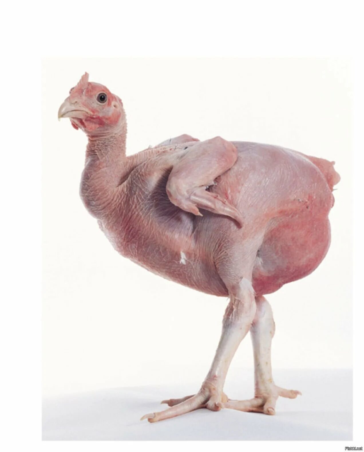 Человек животное без перьев. Общипанная курица. птица без перьев.