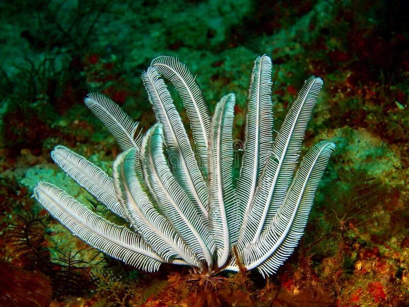 Иглокожие морская лилия. Морская лилия фотосинтезирует. Морская лилия. Класс морские лилии характеристика. Покажи морскую лилию.