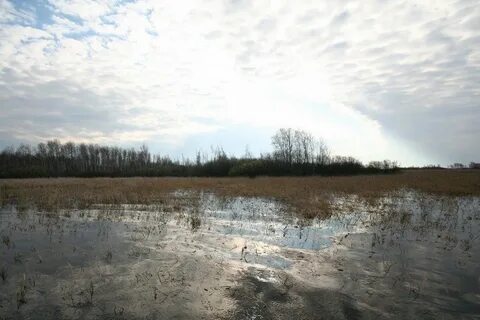 Болото в верховьях равнинной