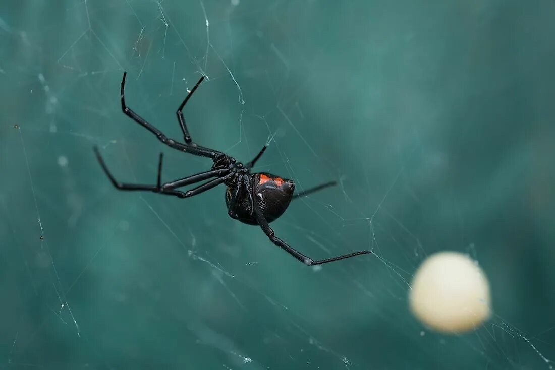 Черная вдова паук. Latrodectus mactans чёрная вдова. Паутина черной вдовы. Комар паук. Паук черная вдова википедия