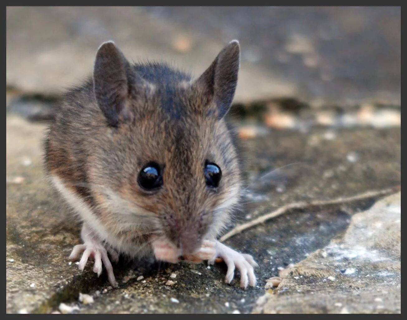 Mus musculus домовая мышь. Домовая мышь mus musculus Linnaeus. Мышь домовая (mus musculus l.. Мышь домовая серая. Sibm mouse