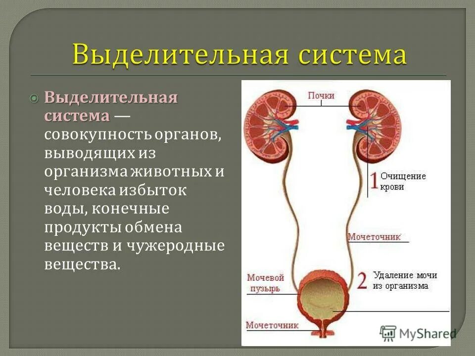 Какую функцию выполняет выделительная система человека