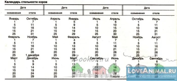 Стельная корова. Стельность коровы по месяцам. Таблица отела коров. Как определить стельность коровы. Сколько чистится корова
