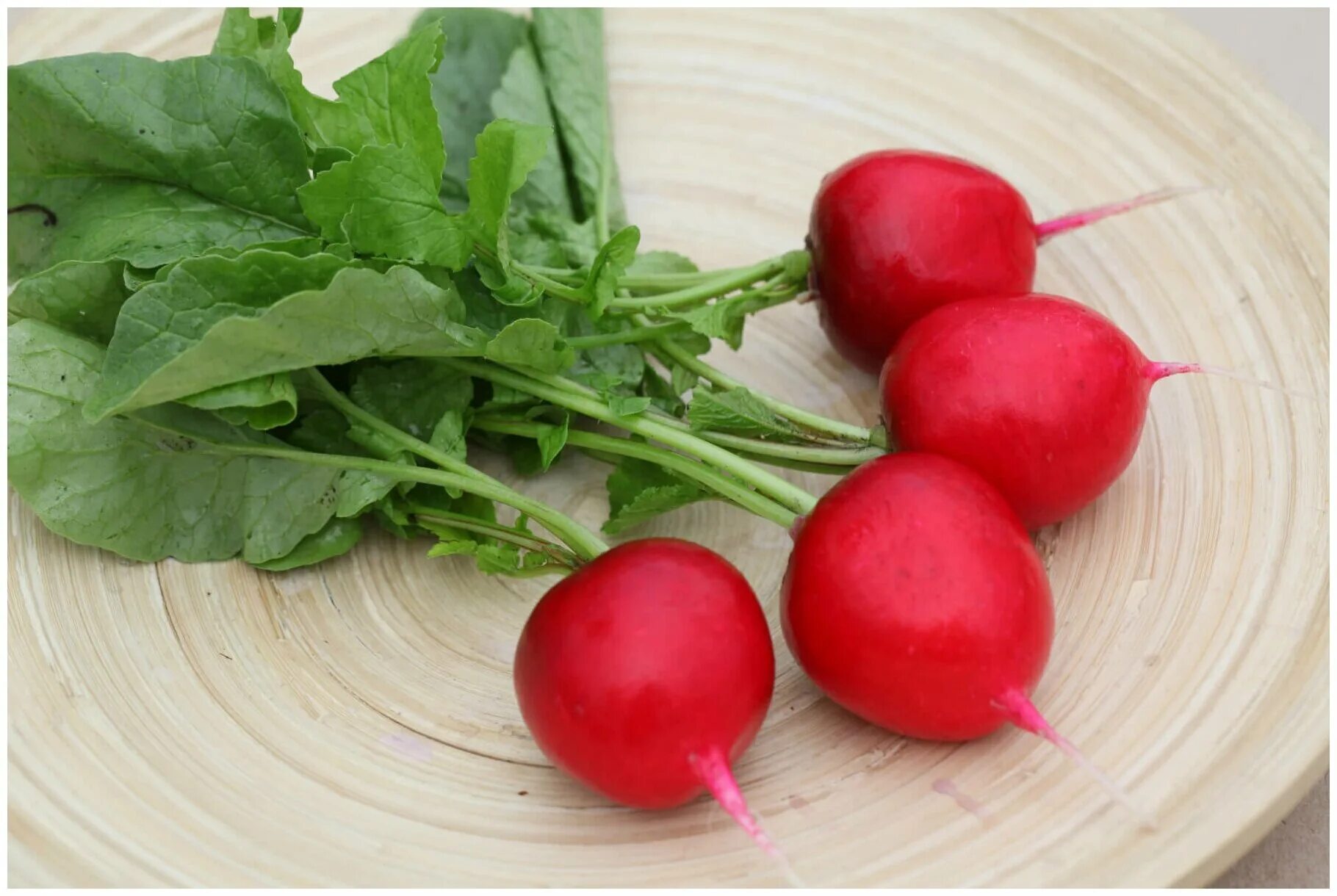 редиска какая