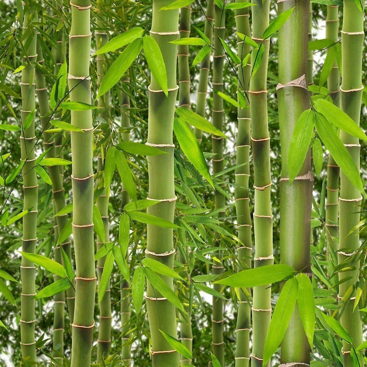 Бамбук обыкновенный. Серебристый бамбук, Bamboo Green, Bambusgruen. Бамбук обыкновенный (bambusa vulgaris). Бамбук Вьетнам. Субтропический бамбук.