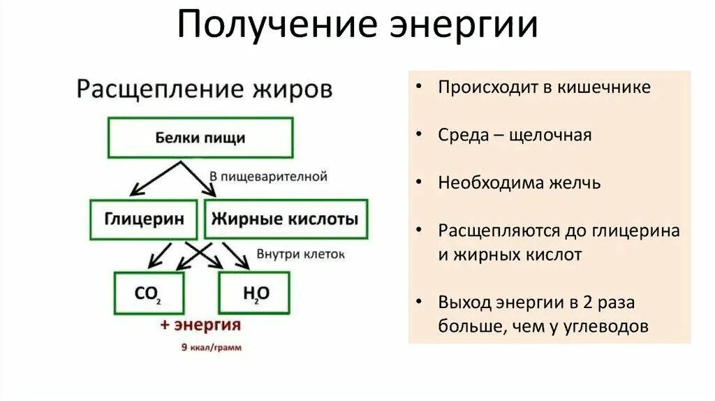 Конечный распад жиров