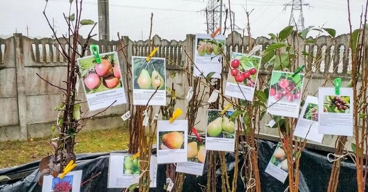 Ярмарка саженцев. Саженцы плодовых кустарников. Интернет магазин саженцы беларуси. Интернет магазин саженцы беларуси. Саженцы деревьев.