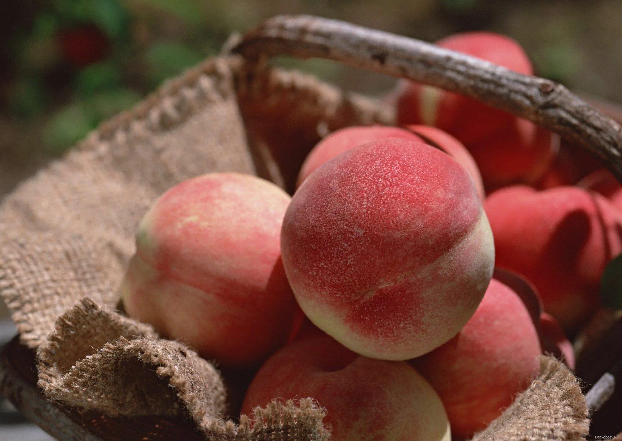 Siera peach. Персик средняя азия. Персик в кучке. Siera peach. Siera peach.