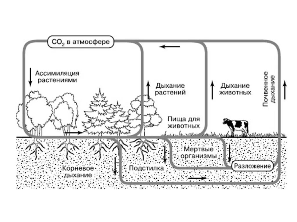 Органическое разложение живого. Круговорот углерода в биосфере. Круговорот азота в природе рисунок. Круговорот углекислого газа в биосфере схема. Круговорот азота в биосфере схема.