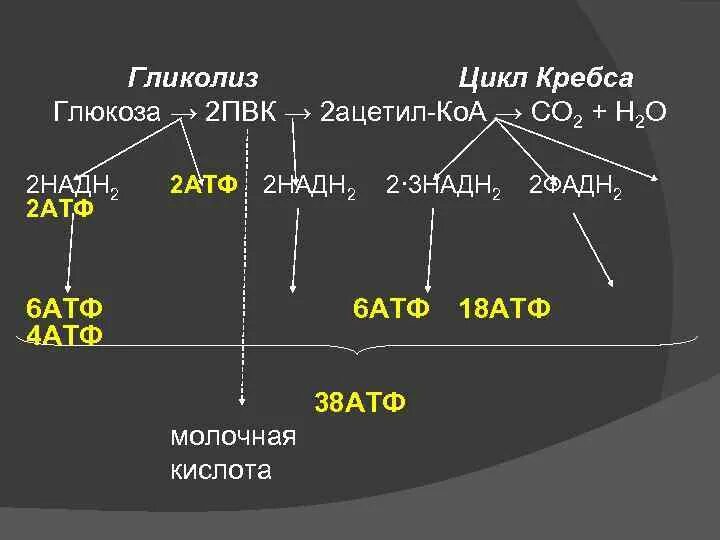 Разложение атф. Ацетил КОА цикл Кребса АТФ. Окисление Глюкозы цикл Кребса. Схема гликолиза и цикла Кребса. Гликолиз и цикл Кребса.