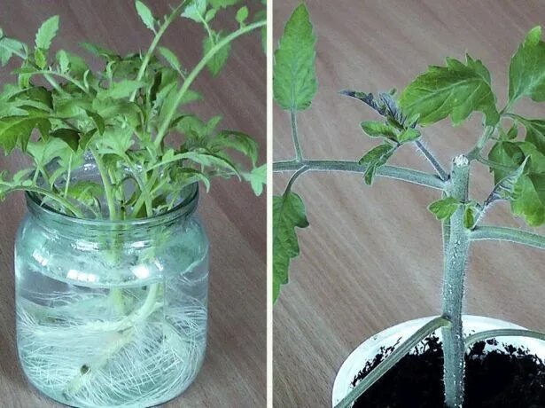 Китайский способ выращивания рассады. Китайский метод выращивания рассады томатов. Черенкование томатов рассады. Пикировка томатов по китайскому методу. Китайский способ выращивания рассады томатов.