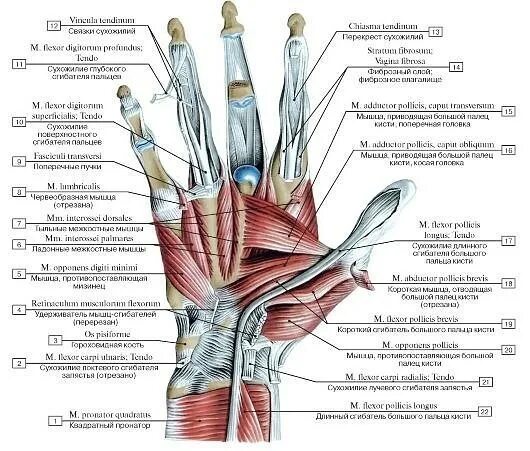 Связки на руке. Мышцы кисти руки анатомия. Мышцы сгибатели пальцев кисти анатомия. Сухожилия запястья анатомия. Мышцы лучезапястного сустава анатомия.