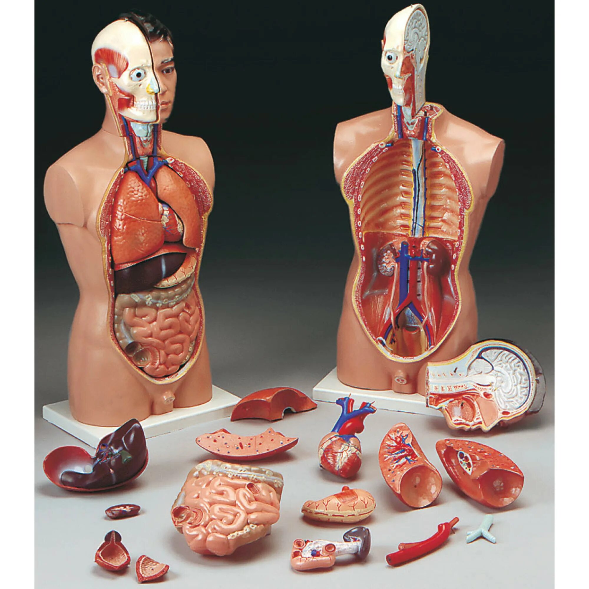 Муляж внутренних органов человека. Макет тела человека с органами. Анатомическая модель человека.