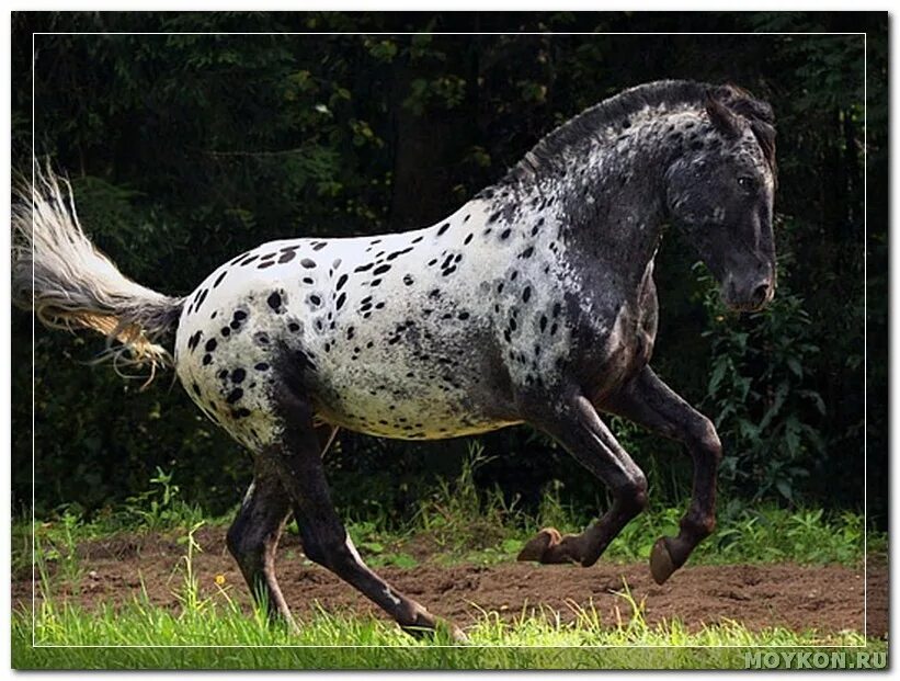 лошадь породы пинто. арабский жеребец аль хиляли. алтайская чубарая порода. рыжеватое пятно на боку вороного коня. рыжеватое пятно на боку вороного коня.