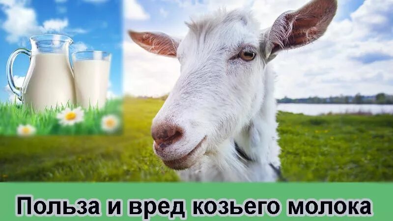 Чем питается коза для детей. Коза молоко. Коза польза. Полезность козьего молока. Коза и козье молоко.